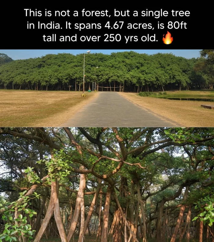 This is not a forest, it's just one tree - 9GAG