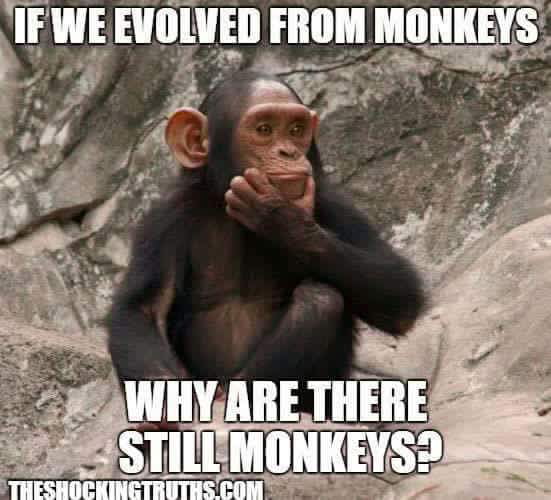 Better yet, why don't we see monkeys evolving into humans in real time ...