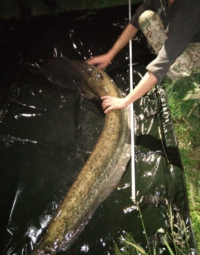 Einen Fisch Auf Den Tisch Kalt Und Glitschig Muss Er Sein Gag