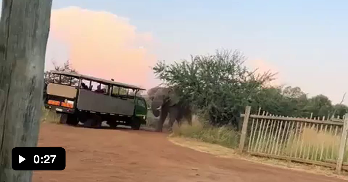 Irate elephant attacks safari truck at a game reserve - 9GAG