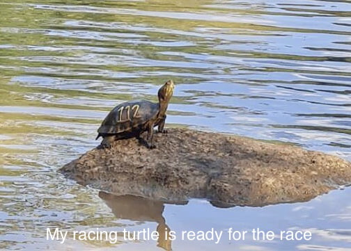 Racing turtle - 9GAG