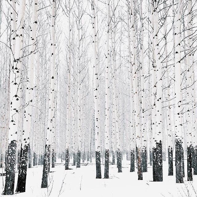 Winter Birch Forest Gag