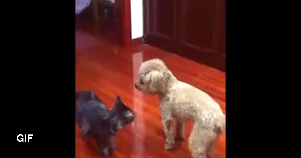 Be careful, this dog know judo. 9GAG