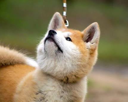 Akita fox best sale