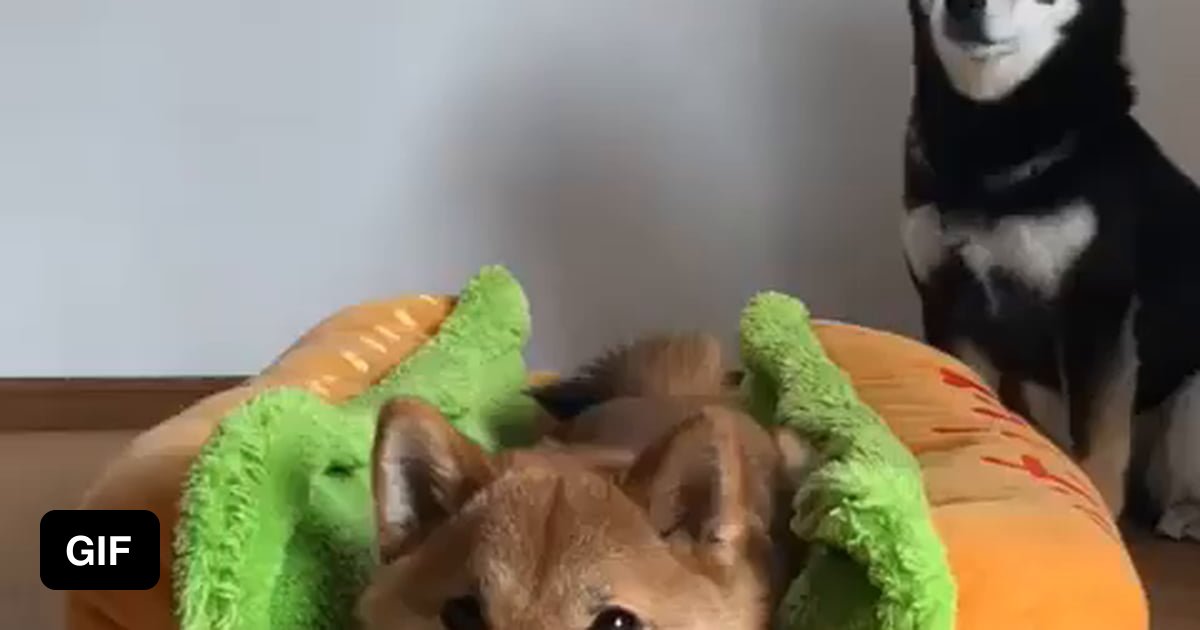 The hotdog is now complete - 9GAG