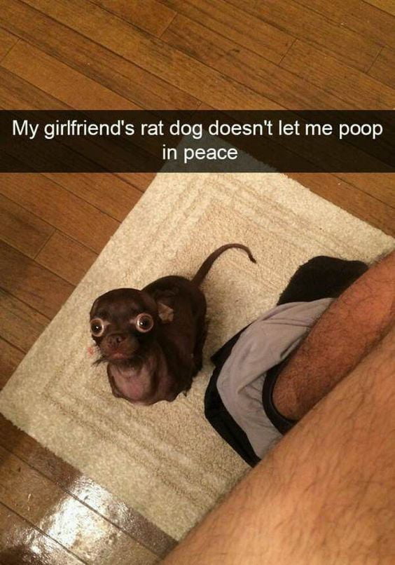 Leave me alone skinny rat dawg 9GAG