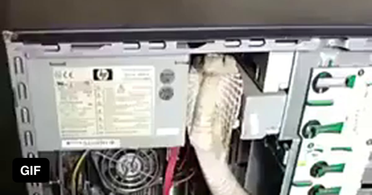 Who installed python on the server !??? - 9GAG