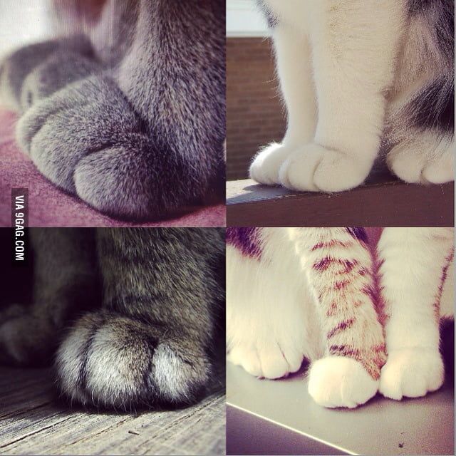 Cats' feet are sooooo adorable 9GAG