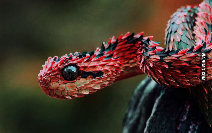 One of the most beautiful snakes. It would be a perfect dragon if it ...