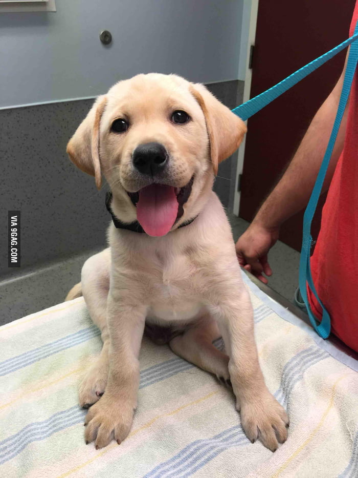 He doesn't know he's at the vet - 9GAG