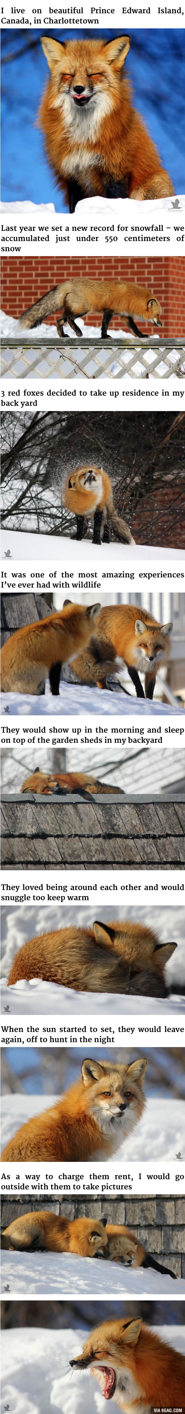 Foxes are the cutest! These little guys are everywhere on P.E.I.