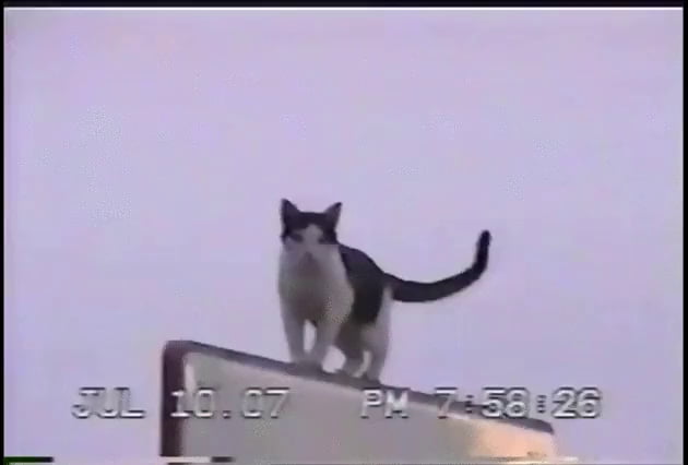 cat ninja game yeet cat ninja game yeet