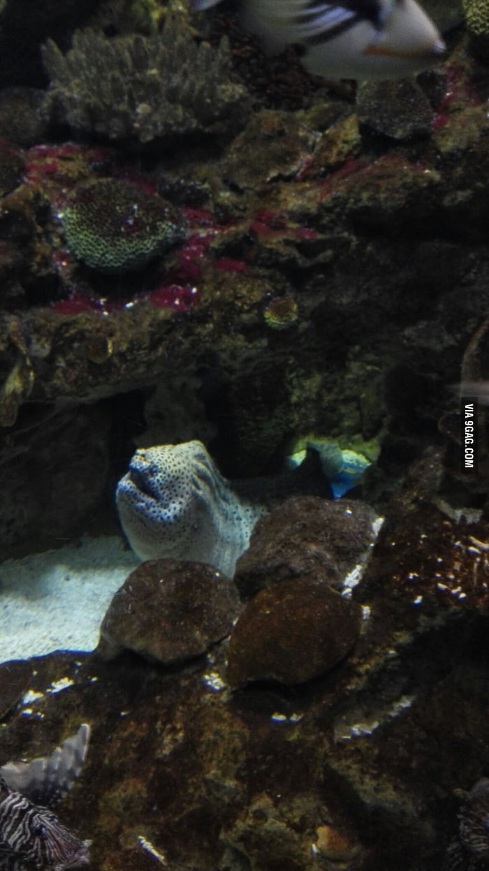 My New Best Friend 9gag