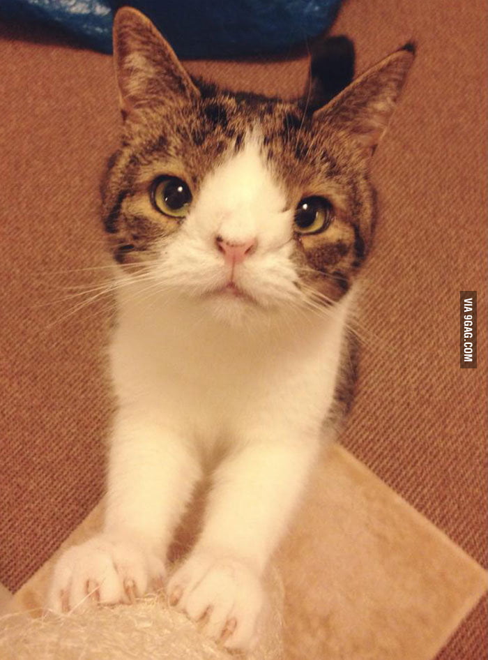 Cat with down syndrome 9GAG