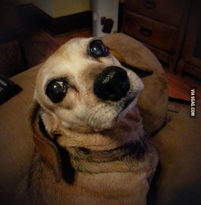 This is how my dog looks at me when I yell at the TV. 9GAG