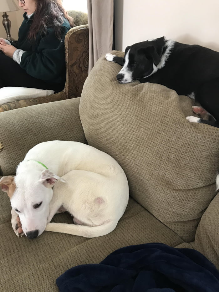 My Boys Sharing The Couch. I Think One Of Them Could Be Part Cat...can ...