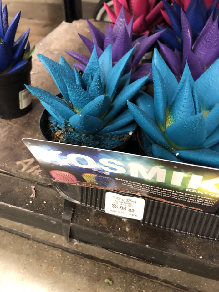 kaktus depot San Pedro Cactus Stand (3-5 Branches)