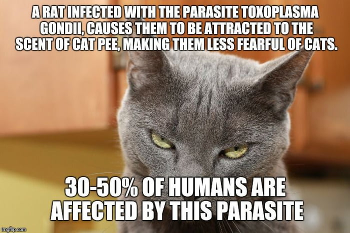 Toxoplasmosis has also been linked to a few mental disorder like ...