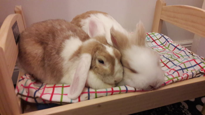bunny ikea bed