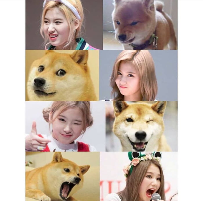 Sana store shiba inu