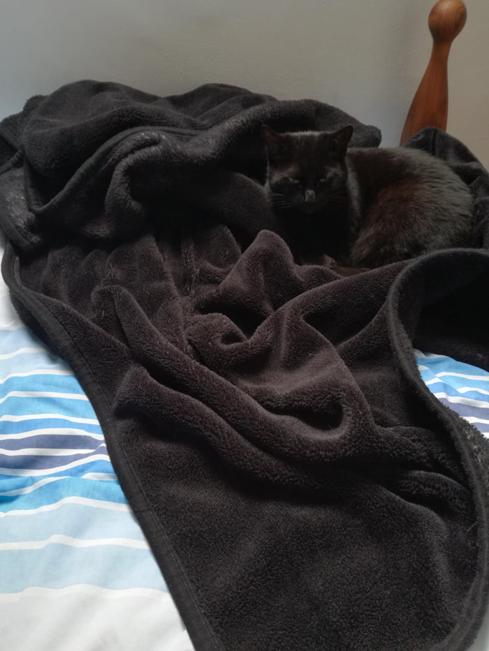 Blanket Cat 9GAG