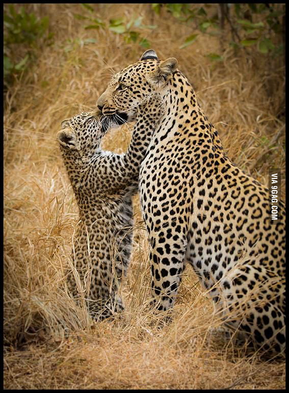 Leopard kisses - 9GAG