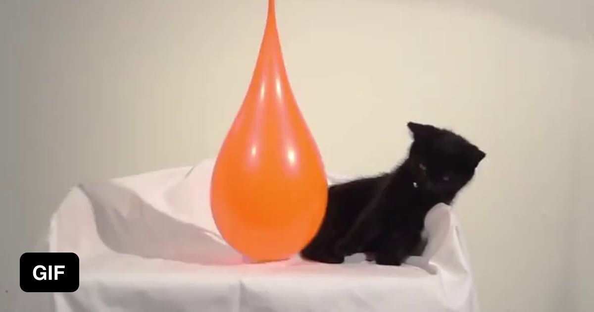 Kitty popping water ballon in slow motion 9GAG