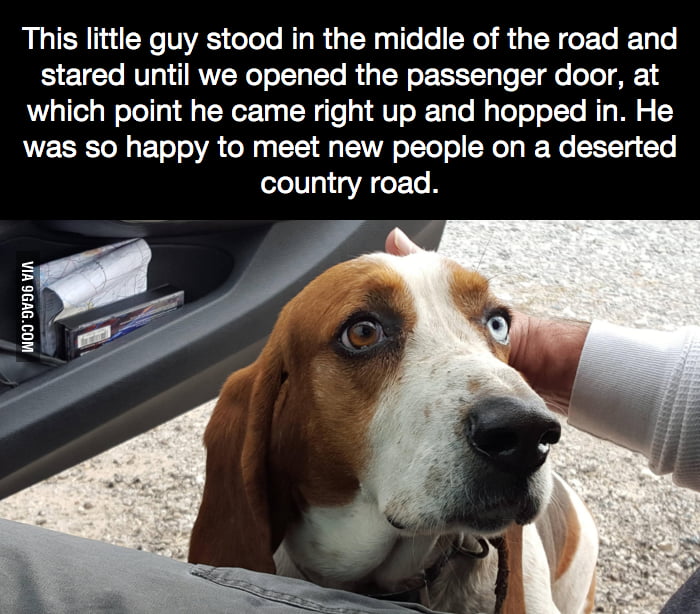 Basset Hounds are very mild and loving. This is just too cute. 9GAG