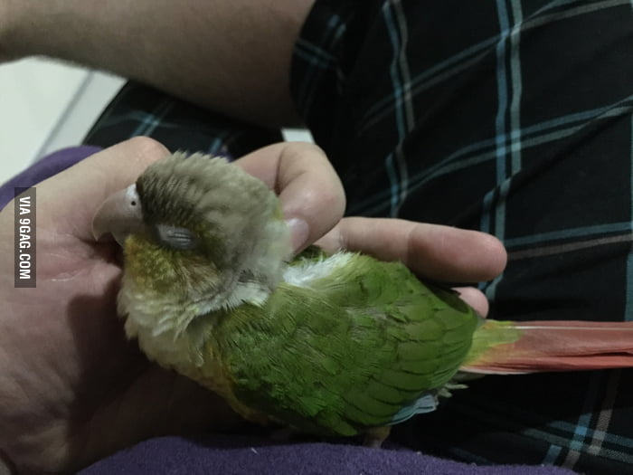 Who else loves birds? This is a pineapple conure called Cedric aka