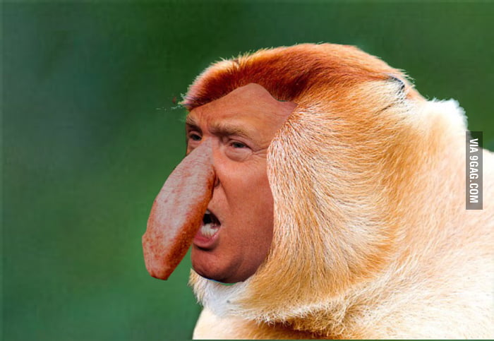 37 points * 10 comments - Mixed Donald Trump with a monkey with a big nose....