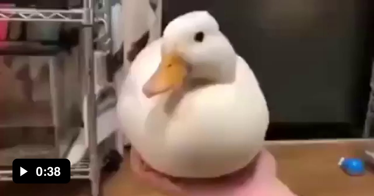 Duck 9GAG