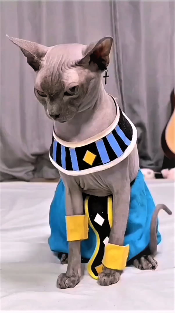 Beerus (ビルス, Birusu) is the God of Destruction of Universe 7 - 9GAG