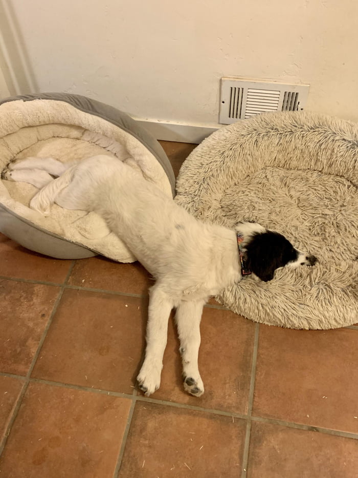 Why Settle For One Dog Bed When You Can Have TWO Violet 9GAG why-settle-for-one-dog-bed-when-you-can-have-two-violet-9gag