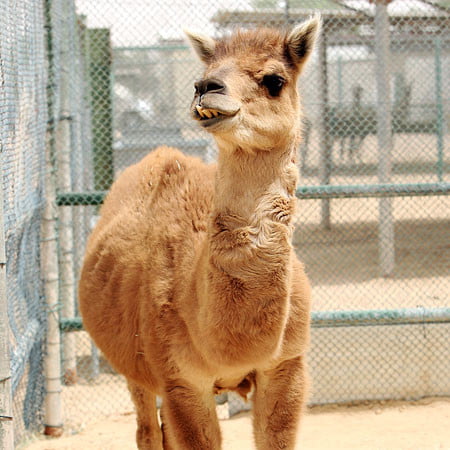 Rama,The first Camel and llama hybrid. The hybrid has been called "Cama