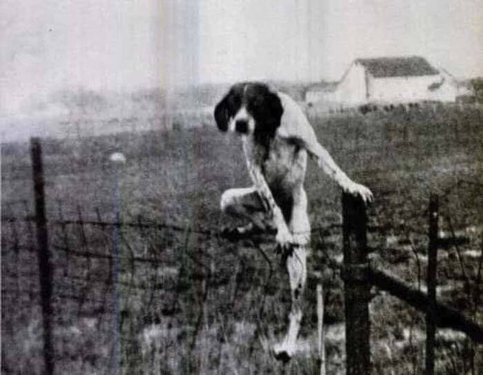 Cute dog from hell - 9GAG