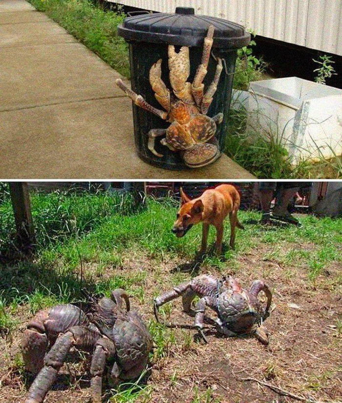 3 foot long, treeclimbing Coconut Crabs found on Howland Island near