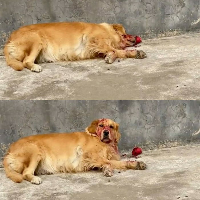 A Dog Gives Owner Heart Attack After Eating Dragon Fruit And Falling Asleep 9gag