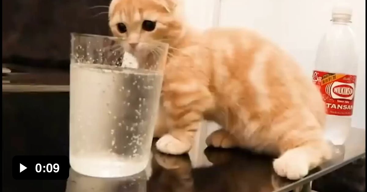Kitten sees carbonated water for the first time 9GAG