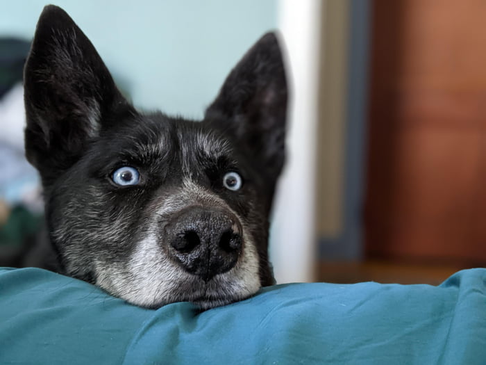 Dog alarm clock is always on time 9GAG