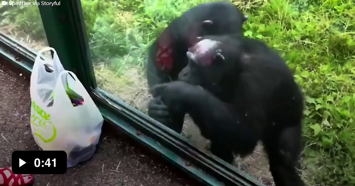 Smart Chimp asking zoo visitors for a drink - 9GAG