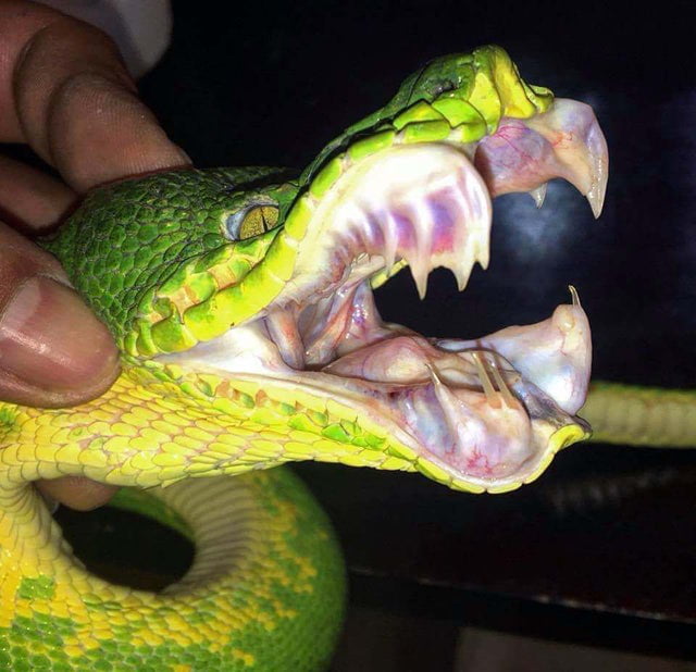 Teeth of the Emerald tree Boa 9GAG