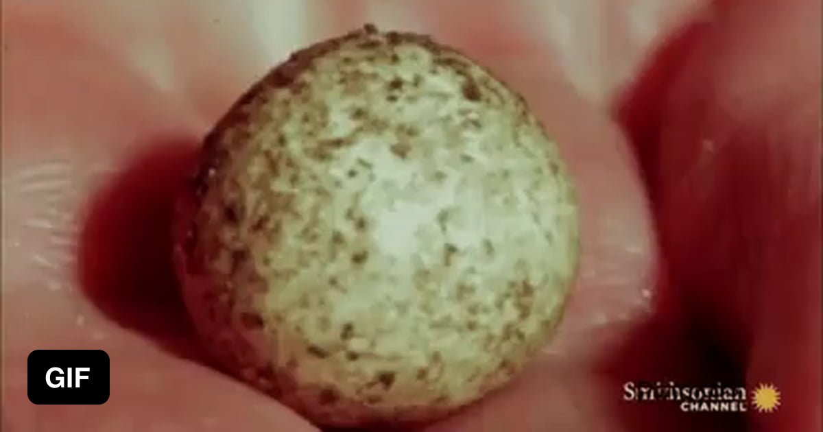 An echidna hatching. They’re one of only two mammals that lay eggs, the other being the platypus