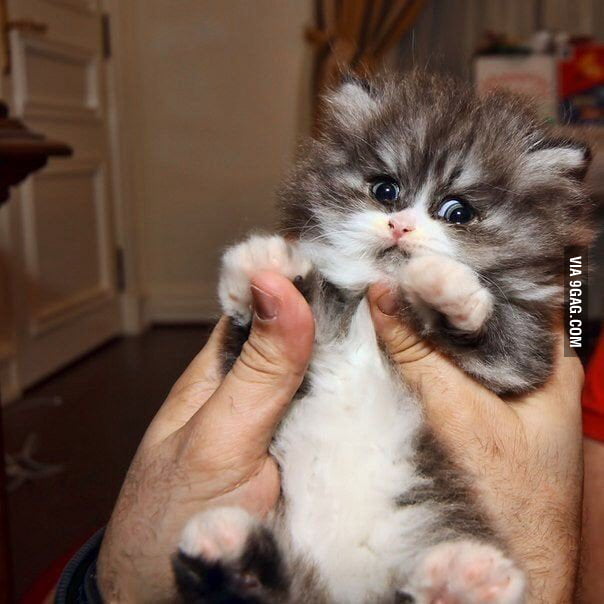 Halp! - 9GAG