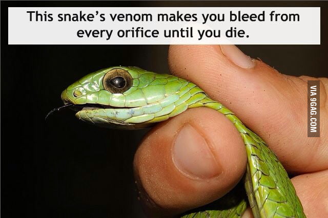 Boomslang aka the Nope Snake found in Nopetown, Africa. - 9GAG