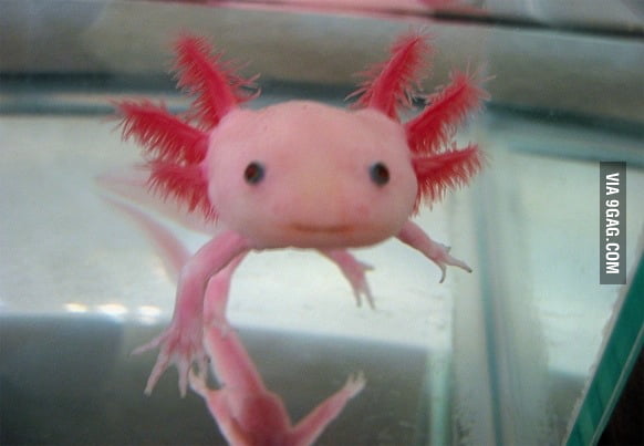 Just A Cute Axolotl Real Life Pokemon 9gag