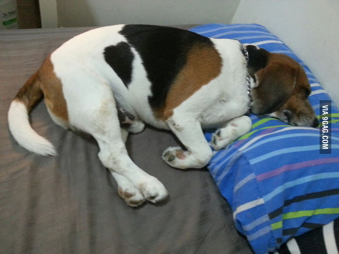 My bf took this photo of my dog sleeping on my pillow. I've been away from home for a month now