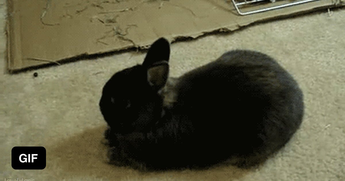 A bunny falling on its side. 9GAG