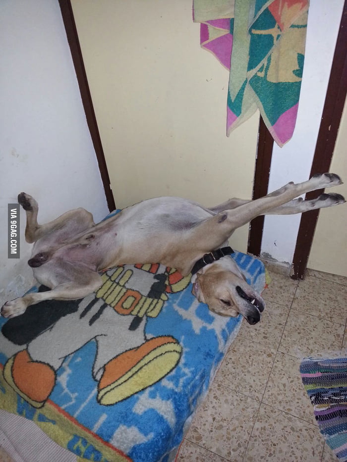 That's how my dog likes sleeping 9GAG