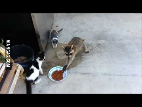 Raccoon Stealing Cats Food Gag