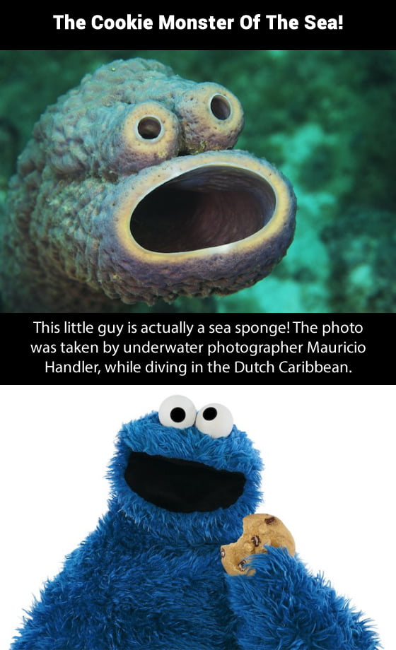 The Cookie Monster Of The Sea! - 9GAG